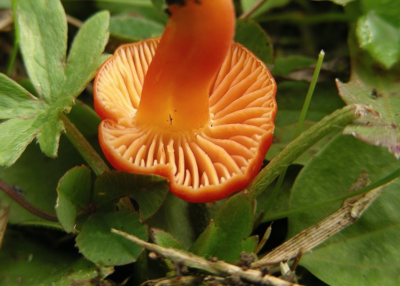 Hygrocybe d''agosto